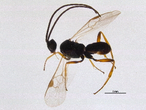  ( - BIOUG03456-G06)  @12 [ ] CreativeCommons - Attribution (2014) CBG Photography Group Centre for Biodiversity Genomics