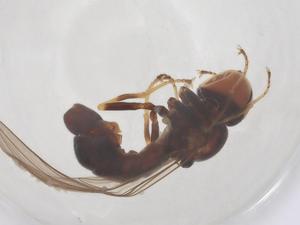  ( - BIOUG03534-E10)  @11 [ ] CreativeCommons - Attribution Share - Alike (2025) Centre for Biodiversity Genomics Centre for Biodiversity Genomics