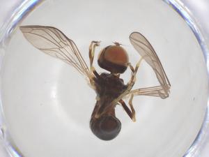  ( - BIOUG03557-G12)  @11 [ ] CreativeCommons - Attribution Share - Alike (2025) Centre for Biodiversity Genomics Centre for Biodiversity Genomics