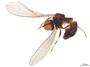  ( - BIOUG03558-E10)  @11 [ ] CreativeCommons - Attribution (2025) CBG Photography Group Centre for Biodiversity Genomics