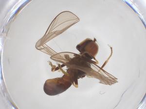  ( - BIOUG03558-H11)  @11 [ ] CreativeCommons - Attribution Share - Alike (2025) Centre for Biodiversity Genomics Centre for Biodiversity Genomics