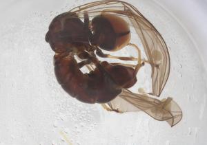  ( - BIOUG03728-C03)  @11 [ ] CreativeCommons - Attribution Share - Alike (2025) Centre for Biodiversity Genomics Centre for Biodiversity Genomics