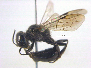  ( - BIOUG03790-B10)  @13 [ ] CreativeCommons - Attribution (2012) CBG Photography Group Centre for Biodiversity Genomics