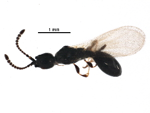  (Psilus frontalis - BIOUG03771-H04)  @13 [ ] CreativeCommons - Attribution (2016) CBG Photography Group Centre for Biodiversity Genomics