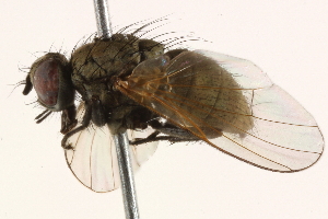  ( - BIOUG03912-B03)  @14 [ ] CreativeCommons - Attribution (2015) CBG Photography Group Centre for Biodiversity Genomics