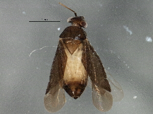  (Phoenicocoris rostratus - BIOUG03026-H06)  @15 [ ] CreativeCommons - Attribution (2013) CBG Photography Group Centre for Biodiversity Genomics