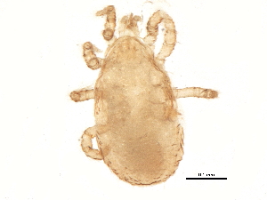  (Typhlodromus sp. JCS05 - BIOUG11369-B06)  @13 [ ] CreativeCommons - Attribution (2015) CBG Photography Group Centre for Biodiversity Genomics