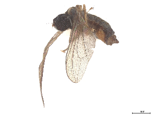  ( - BIOUG11209-G06)  @11 [ ] CreativeCommons - Attribution (2025) CBG Photography Group Centre for Biodiversity Genomics