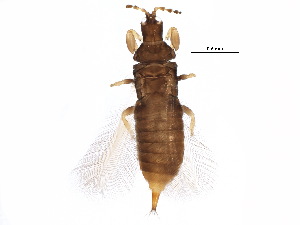  (Hoplothrips pedicularius - BIOUG11446-G10)  @14 [ ] CreativeCommons - Attribution (2015) CBG Photography Group Centre for Biodiversity Genomics