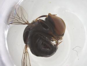  ( - BIOUG11592-D09)  @11 [ ] CreativeCommons - Attribution Share - Alike (2025) Centre for Biodiversity Genomics Centre for Biodiversity Genomics