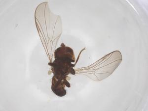  ( - BIOUG11696-B03)  @11 [ ] CreativeCommons - Attribution Share - Alike (2025) Centre for Biodiversity Genomics Centre for Biodiversity Genomics