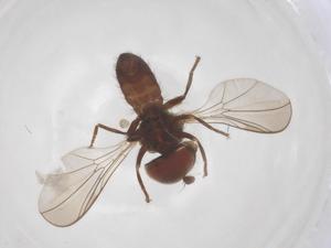  ( - BIOUG11751-C11)  @11 [ ] CreativeCommons - Attribution Share - Alike (2025) Centre for Biodiversity Genomics Centre for Biodiversity Genomics