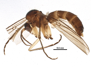  ( - BIOUG11945-G01)  @13 [ ] CreativeCommons - Attribution (2015) CBG Photography Group Centre for Biodiversity Genomics