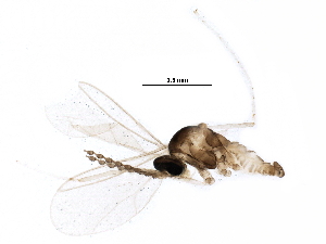  (Dasineura oxycoccana - BIOUG12321-D12)  @14 [ ] CreativeCommons - Attribution (2016) CBG Photography Group Centre for Biodiversity Genomics