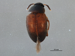  ( - BIOUG12419-A01)  @13 [ ] CreativeCommons - Attribution (2014) CBG Photography Group Centre for Biodiversity Genomics