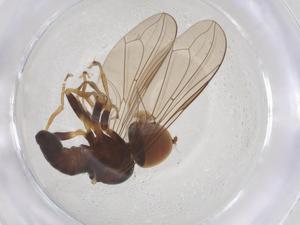  ( - BIOUG12847-H04)  @11 [ ] CreativeCommons - Attribution Share - Alike (2025) Centre for Biodiversity Genomics Centre for Biodiversity Genomics