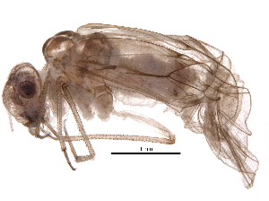  ( - BIOUG12850-C03)  @14 [ ] CreativeCommons - Attribution (2016) CBG Photography Group Centre for Biodiversity Genomics