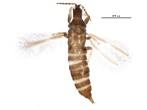  ( - BIOUG12965-A04)  @14 [ ] CreativeCommons - Attribution (2015) CBG Photography Group Centre for Biodiversity Genomics