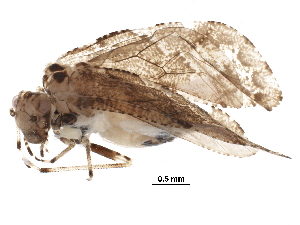  (Myopsocidae - BIOUG13293-G12)  @14 [ ] CreativeCommons - Attribution (2016) CBG Photography Group Centre for Biodiversity Genomics