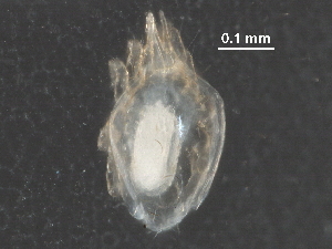  ( - BIOUG13379-A06)  @14 [ ] CreativeCommons - Attribution (2016) CBG Photography Group Centre for Biodiversity Genomics