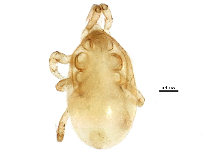  (Pneumolaelapssp. JCS03 - BIOUG17245-H08)  @14 [ ] CreativeCommons - Attribution (2015) CBG Photography Group Centre for Biodiversity Genomics