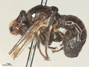  ( - BIOUG17435-A10)  @11 [ ] CreativeCommons - Attribution Share - Alike (2025) CBG Photography Group Centre for Biodiversity Genomics