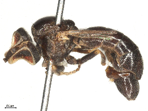  ( - BIOUG17580-A01)  @11 [ ] CreativeCommons - Attribution Share - Alike (2025) CBG Photography Group Centre for Biodiversity Genomics