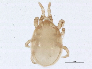  (Pneumolaelapssp. JCS05 - BIOUG17959-D08)  @14 [ ] CreativeCommons - Attribution (2015) CBG Photography Group Centre for Biodiversity Genomics