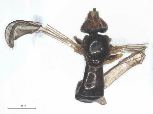  ( - BIOUG18215-F03)  @11 [ ] CreativeCommons - Attribution Share - Alike (2025) CBG Photography Group Centre for Biodiversity Genomics