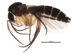  (Sceptonia fuscipalpis - BIOUG18568-A10)  @15 [ ] CreativeCommons - Attribution (2015) CBG Photography Group Centre for Biodiversity Genomics