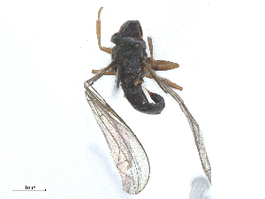  ( - BIOUG18715-D04)  @11 [ ] CreativeCommons - Attribution Share - Alike (2025) CBG Photography Group Centre for Biodiversity Genomics