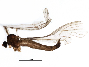  (Trichocera arctica - BIOUG19027-A11)  @14 [ ] CreativeCommons - Attribution (2015) CBG Photography Group Centre for Biodiversity Genomics