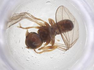  ( - BIOUG11424-G06)  @11 [ ] CreativeCommons - Attribution Share - Alike (2025) Centre for Biodiversity Genomics Centre for Biodiversity Genomics