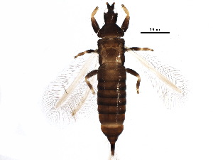  ( - BIOUG11487-C06)  @15 [ ] CreativeCommons - Attribution (2015) CBG Photography Group Centre for Biodiversity Genomics