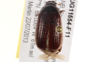  ( - BIOUG11554-F11)  @13 [ ] CreativeCommons - Attribution (2014) CBG Photography Group Centre for Biodiversity Genomics