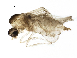  ( - BIOUG11738-D05)  @12 [ ] CreativeCommons - Attribution (2014) CBG Photography Group Centre for Biodiversity Genomics