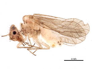  ( - BIOUG11913-B06)  @14 [ ] CreativeCommons - Attribution (2014) CBG Photography Group Centre for Biodiversity Genomics