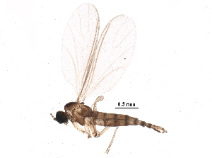  ( - BIOUG17927-C08)  @14 [ ] CreativeCommons - Attribution (2015) CBG Photography Group Centre for Biodiversity Genomics