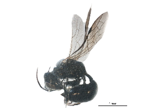  ( - BIOUG18083-F08)  @13 [ ] CreativeCommons - Attribution (2015) CBG Photography Group Centre for Biodiversity Genomics