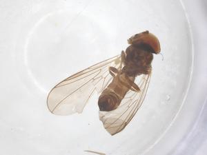  ( - BIOUG18119-F12)  @11 [ ] CreativeCommons - Attribution Share - Alike (2025) Centre for Biodiversity Genomics Centre for Biodiversity Genomics