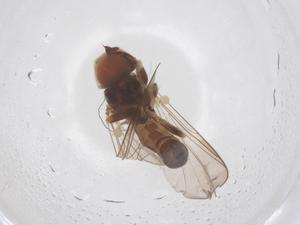  ( - BIOUG18120-C02)  @11 [ ] CreativeCommons - Attribution Share - Alike (2025) Centre for Biodiversity Genomics Centre for Biodiversity Genomics