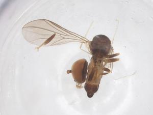  ( - BIOUG18120-G09)  @11 [ ] CreativeCommons - Attribution Share - Alike (2025) Centre for Biodiversity Genomics Centre for Biodiversity Genomics