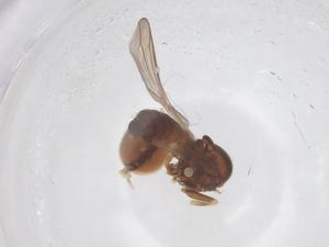  ( - BIOUG18121-B09)  @11 [ ] CreativeCommons - Attribution Share - Alike (2025) Centre for Biodiversity Genomics Centre for Biodiversity Genomics