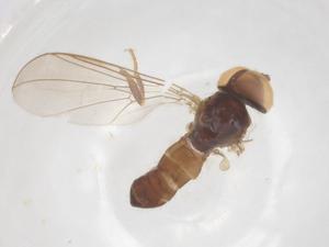  ( - BIOUG18122-C03)  @11 [ ] CreativeCommons - Attribution Share - Alike (2025) Centre for Biodiversity Genomics Centre for Biodiversity Genomics