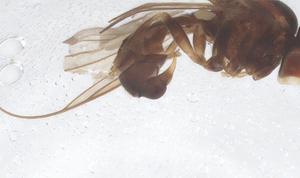  ( - BIOUG18139-B12)  @11 [ ] CreativeCommons - Attribution Share - Alike (2025) Centre for Biodiversity Genomics Centre for Biodiversity Genomics