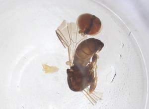  ( - BIOUG18140-E10)  @11 [ ] CreativeCommons - Attribution Share - Alike (2025) Centre for Biodiversity Genomics Centre for Biodiversity Genomics