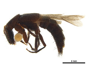  ( - BIOUG18165-C11)  @11 [ ] CreativeCommons - Attribution (2018) CBG Photography Group Centre for Biodiversity Genomics