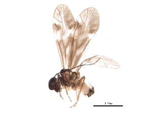  ( - BIOUG18548-A05)  @13 [ ] CreativeCommons - Attribution (2015) CBG Photography Group Centre for Biodiversity Genomics