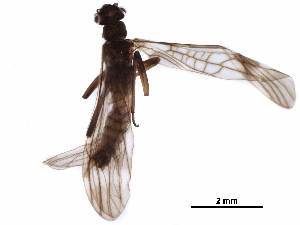 ( - BIOUG11527-A01)  @11 [ ] CreativeCommons - Attribution (2018) CBG Photography Group Centre for Biodiversity Genomics