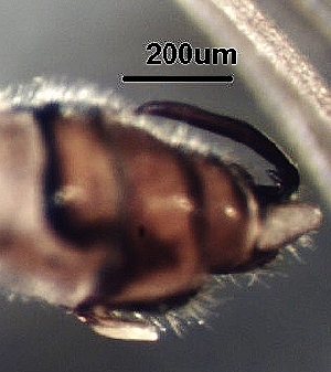  ( - BIOUG11527-A01)  @11 [ ] CC-0 (2018) David Burton Unspecified